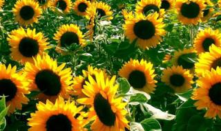 太阳花的花语是什么 太阳花的花语是什么